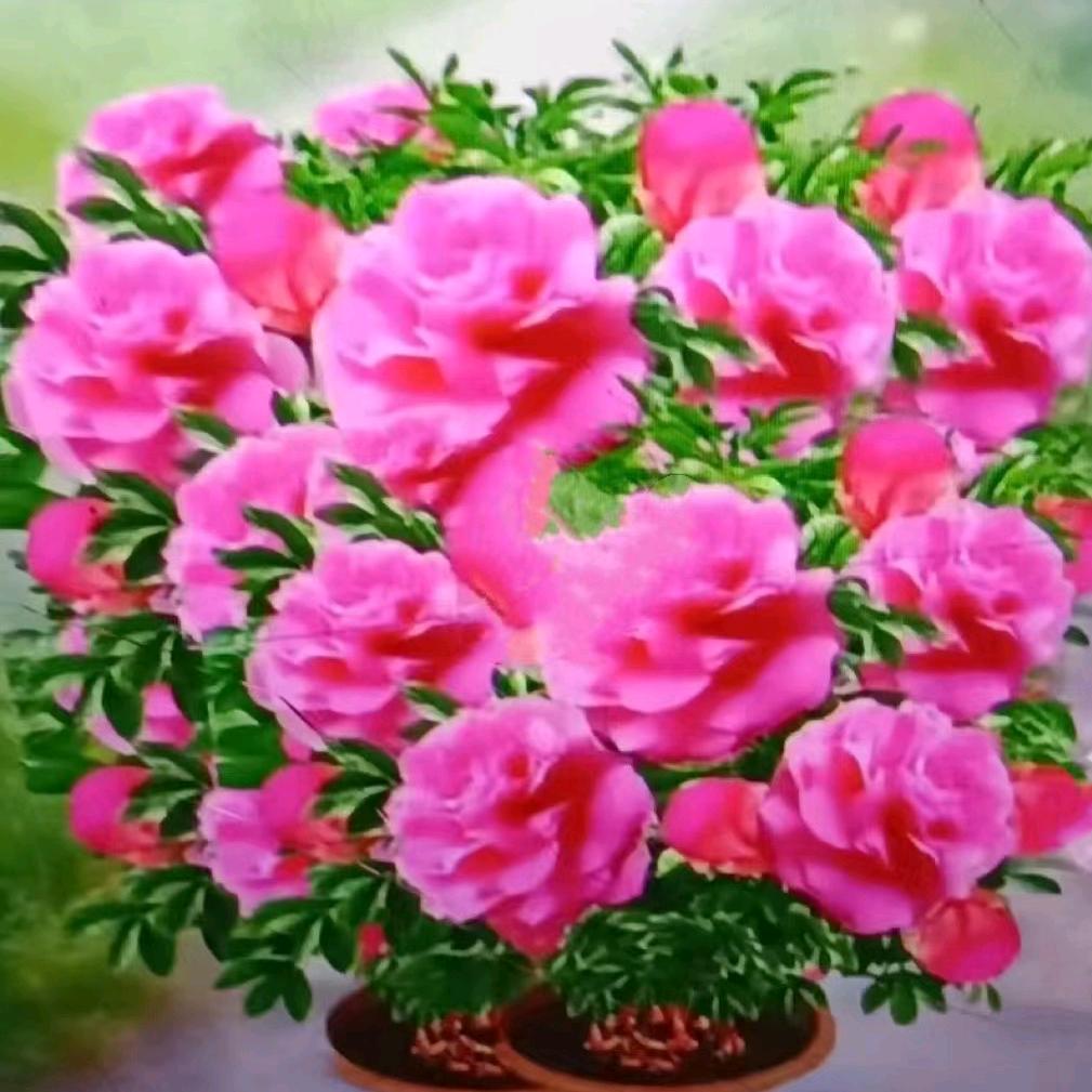 开红花🌸