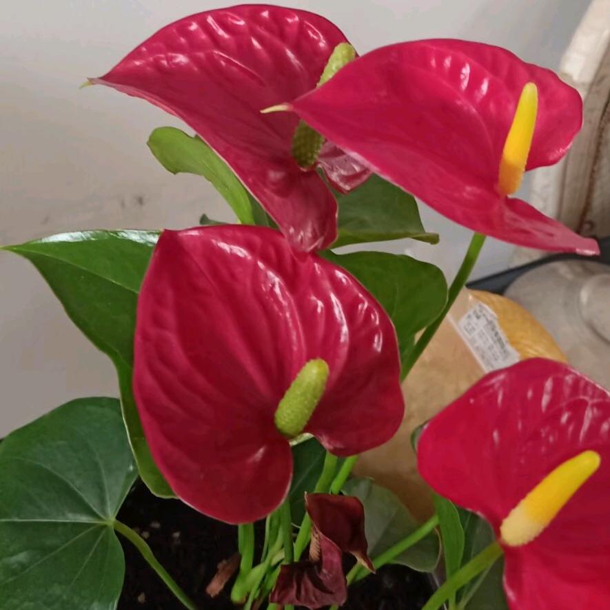 🌸🌸 蓉姐