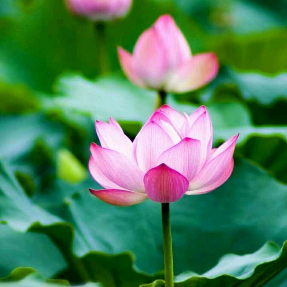 再来一盘