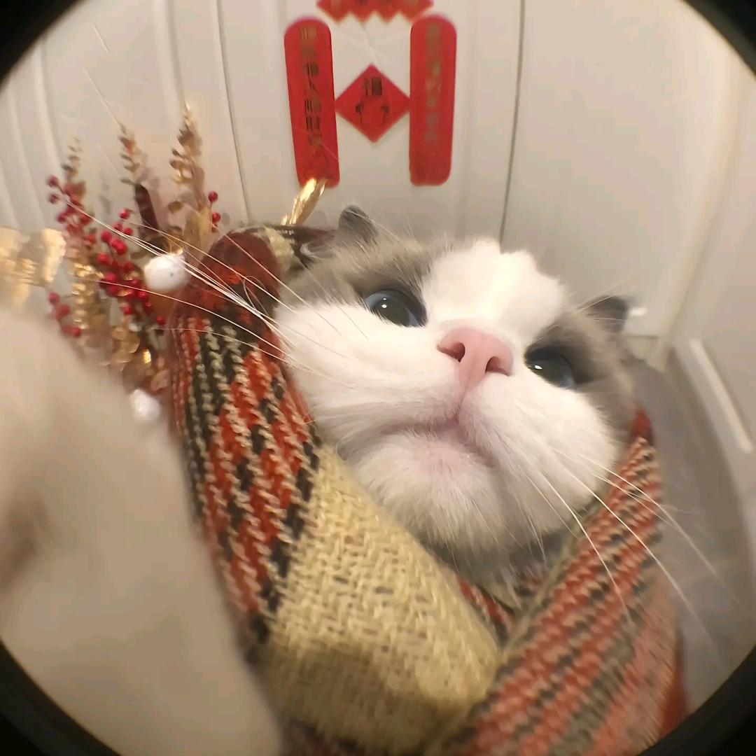 豆沙包