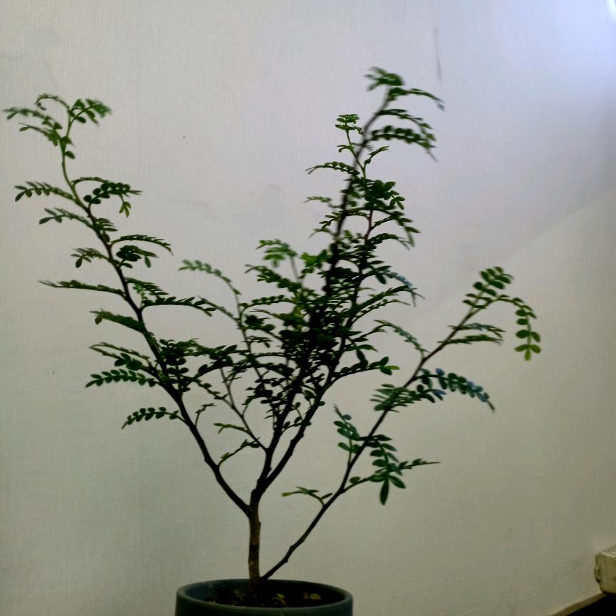 张丽