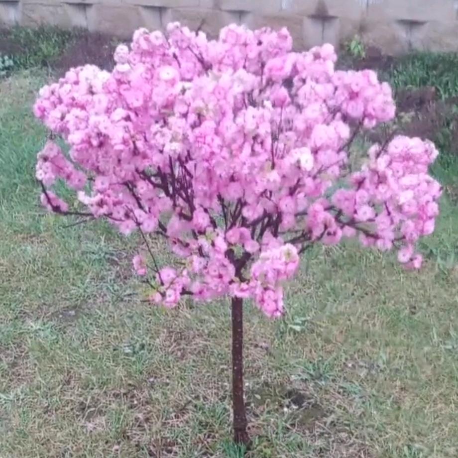 酒醉的蝴蝶