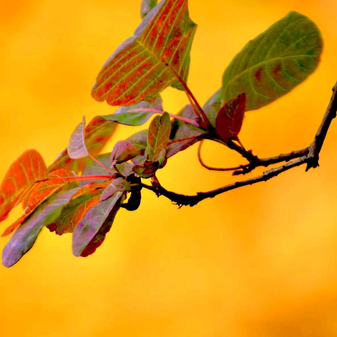 xqkgyi（空谷幽兰）