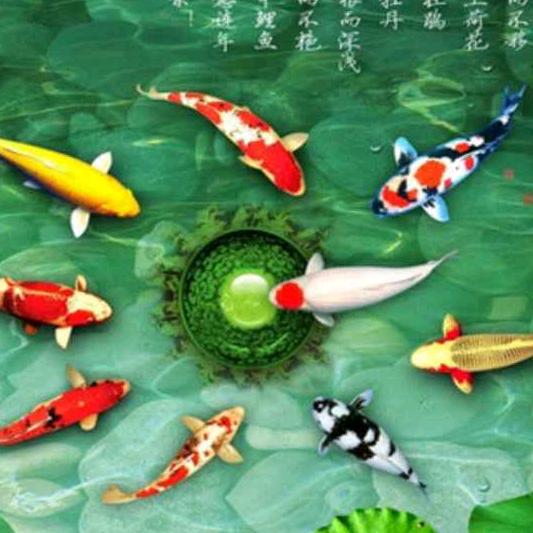 好多鱼