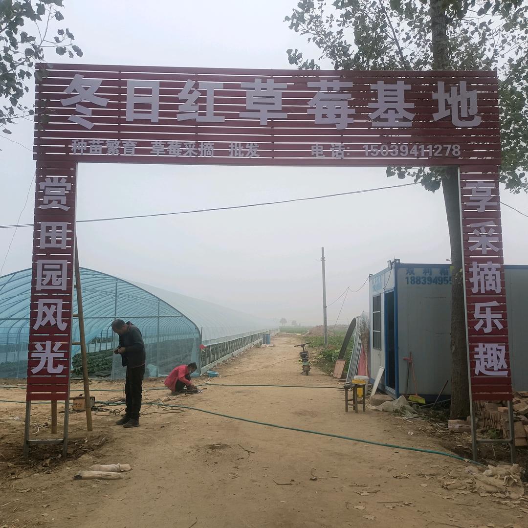 周口市淮阳区冬日红种植农场