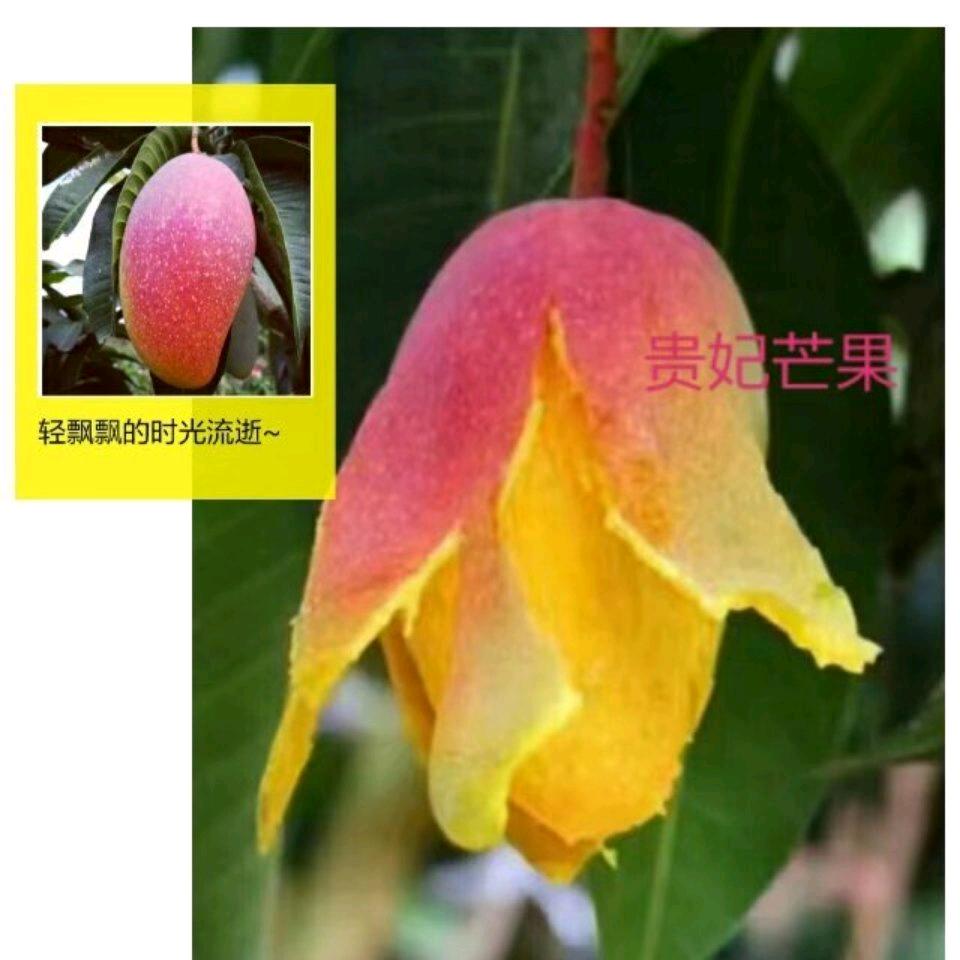 ♠️ 果蕴臻芒   蓉  意