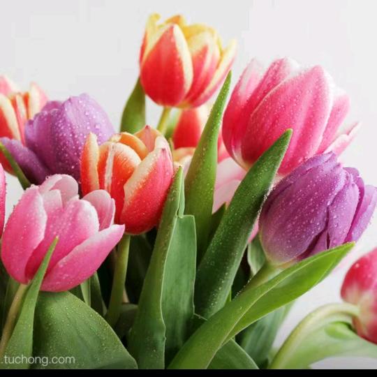 ℳ̶̶̶̶໌໌້ᮨ꧔ꦿ٭͡芹🌸᭄ꦿ¹