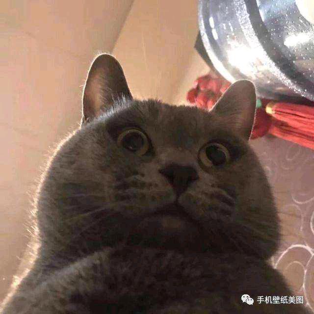 阿桦不讲话📷