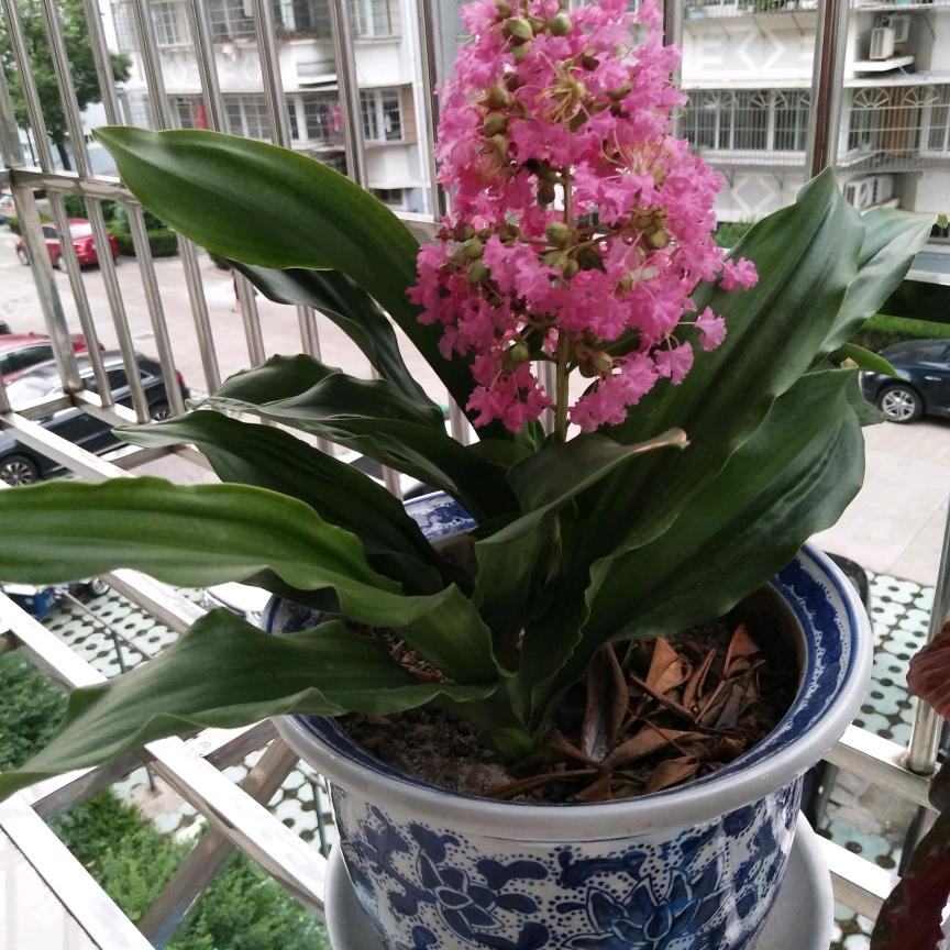 猪小萌萌