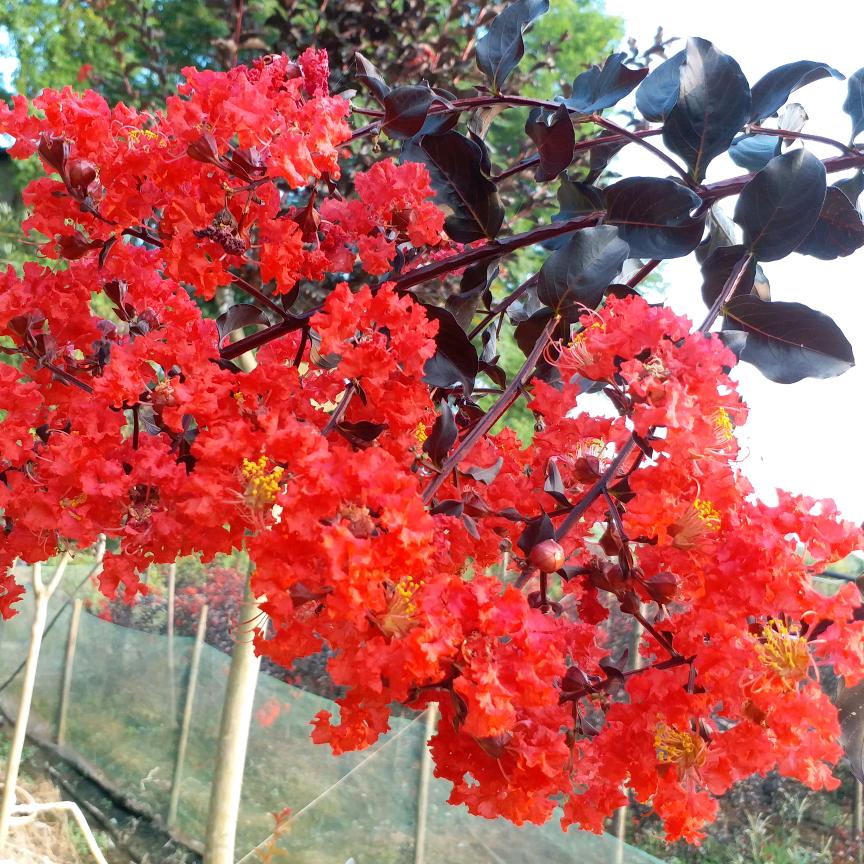 紫薇花海苗圃店