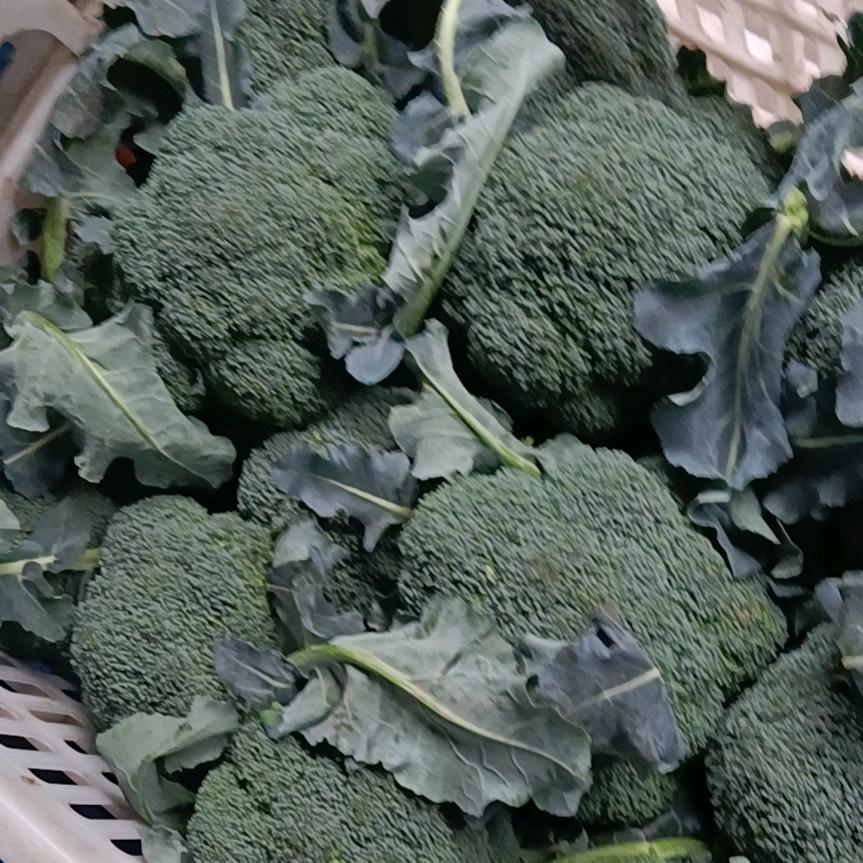 东台马金龙西兰花