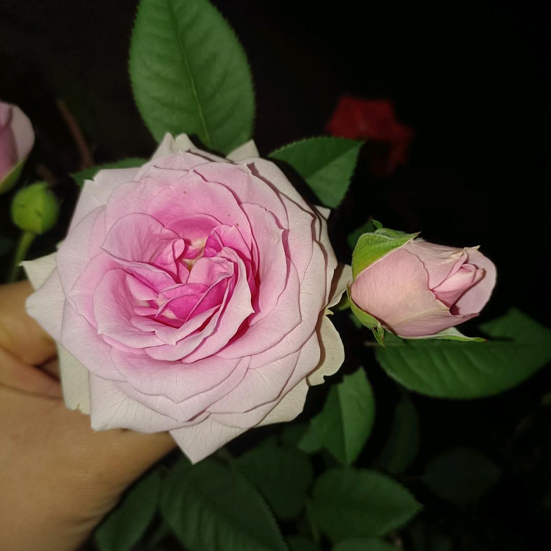小小土豆