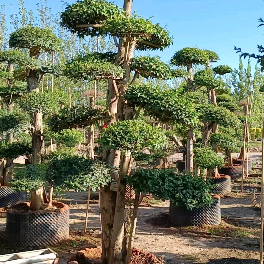 云南峻祥园林绿化有限公司