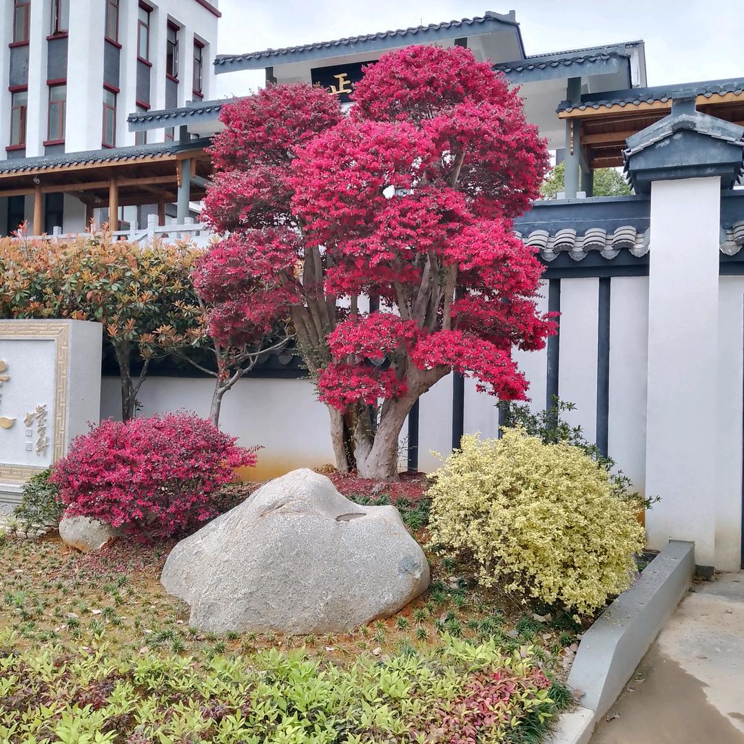 嘉伟《不忘初心》