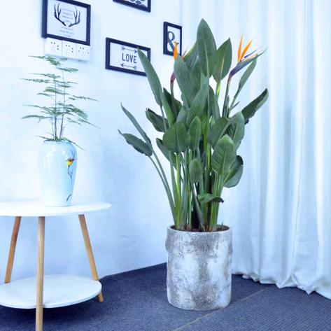 广州市逸景园艺有限公司