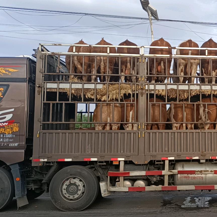 山西牛中介孙维维