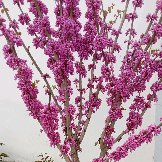 开心每一天🌹