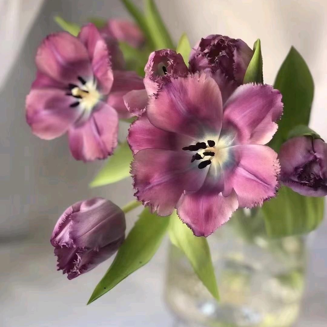 双鱼座♓️🐟鱼儿