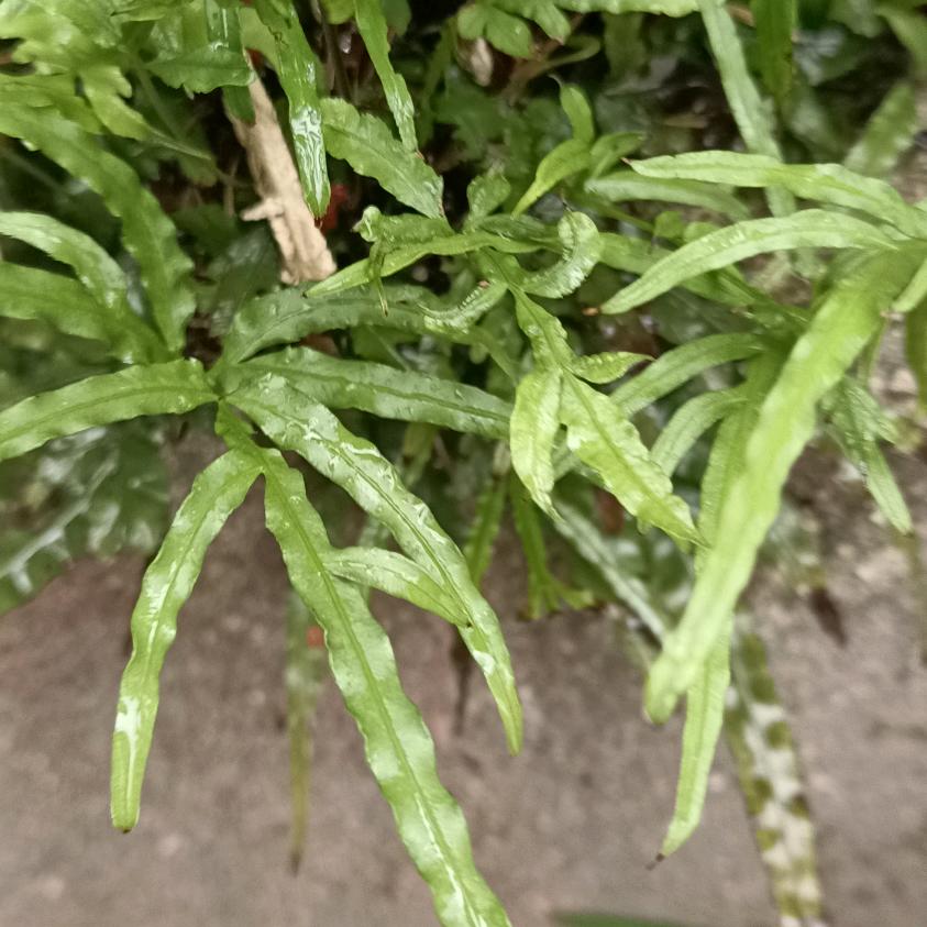 心静