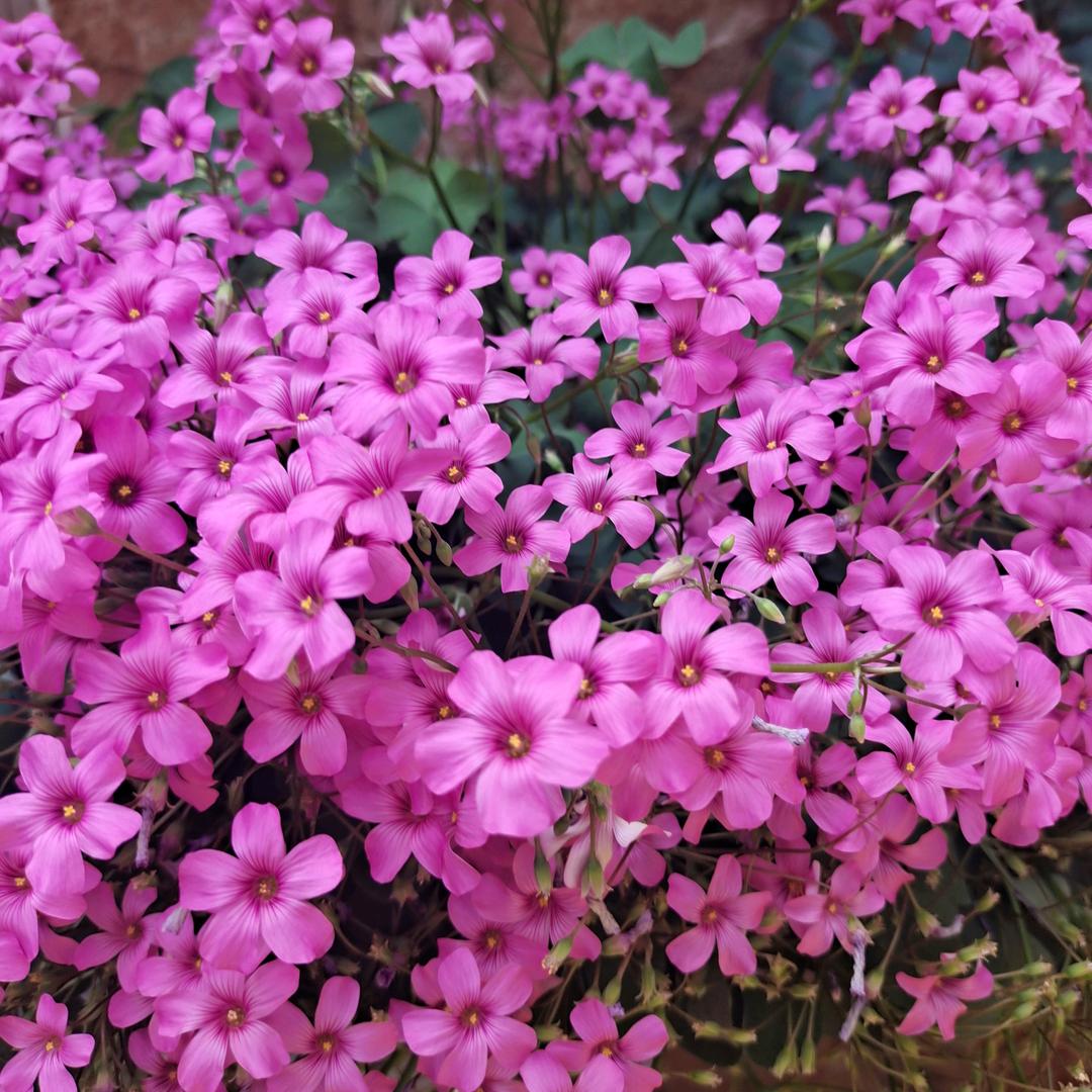 @淡忘、《思念》