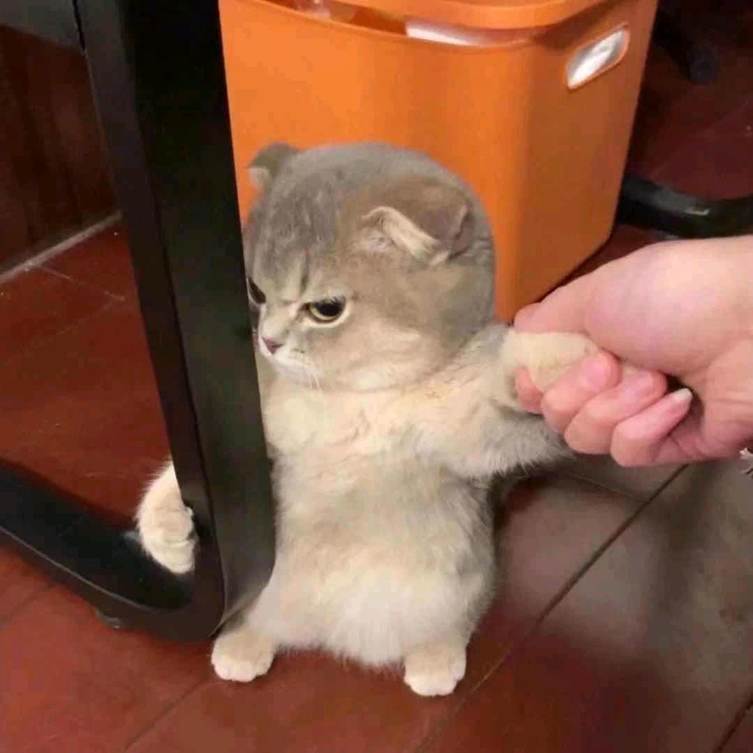 张鱼歌
