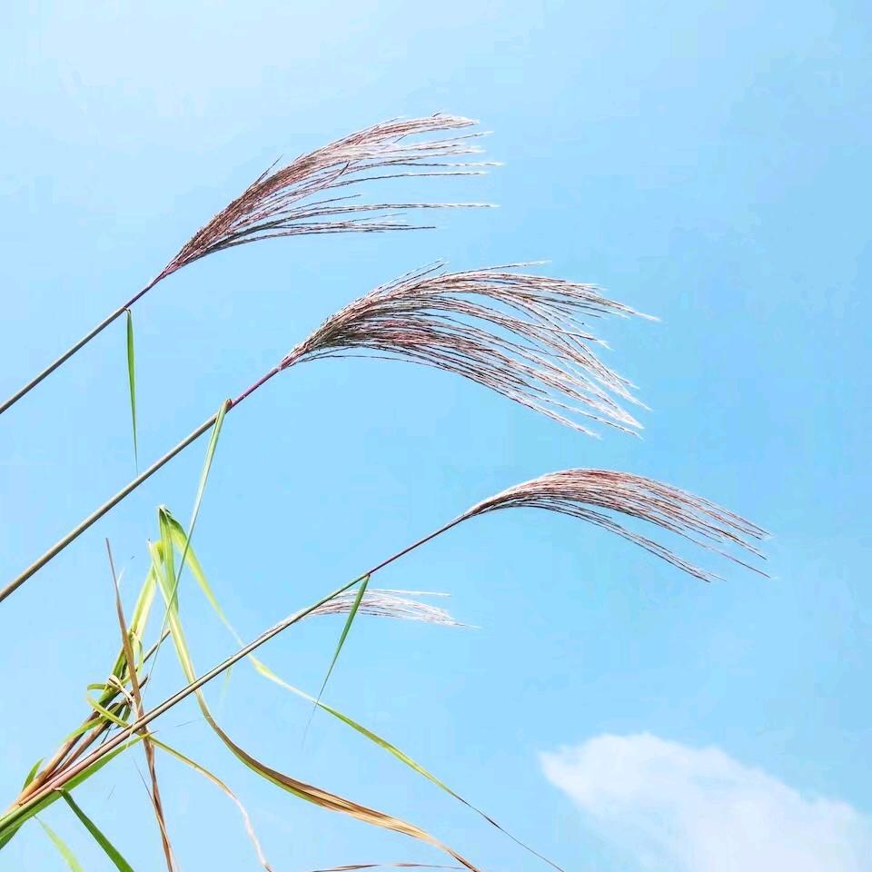 清风随影【华】