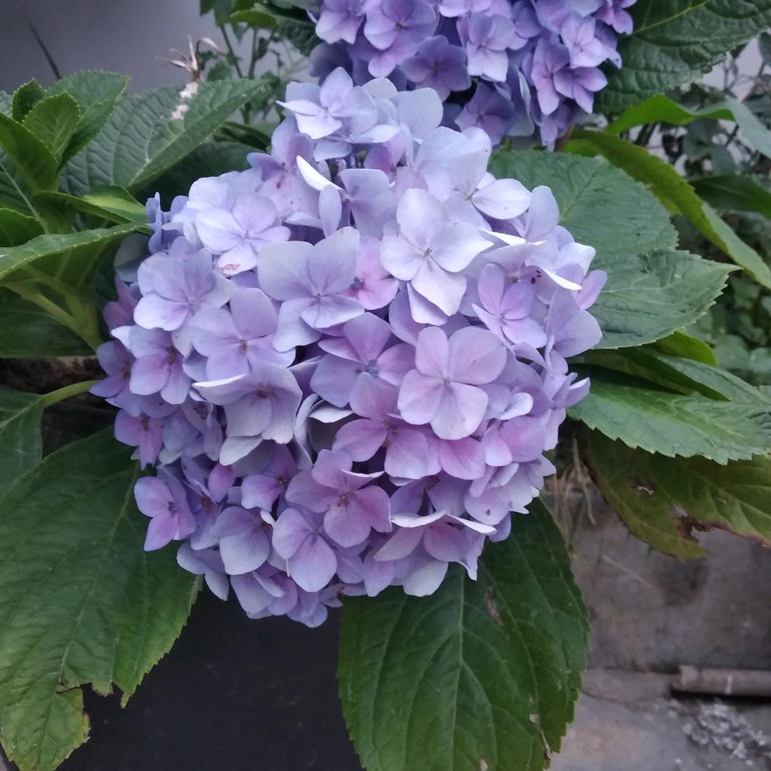 明天更好.