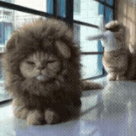 邱兆辉的小迷弟