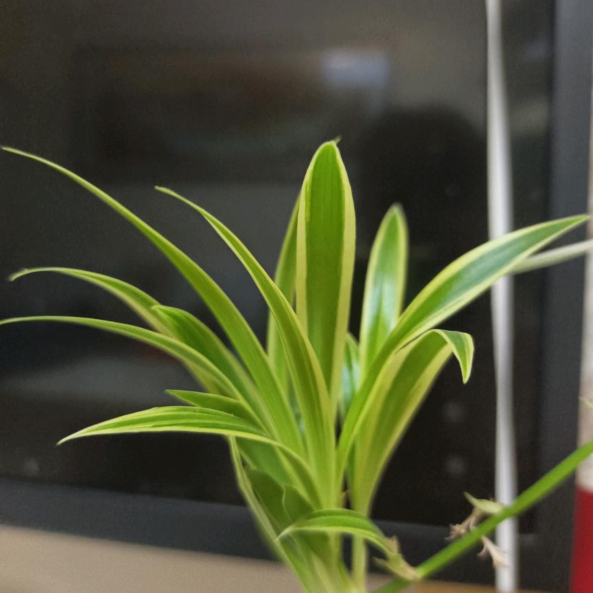 春暖花开