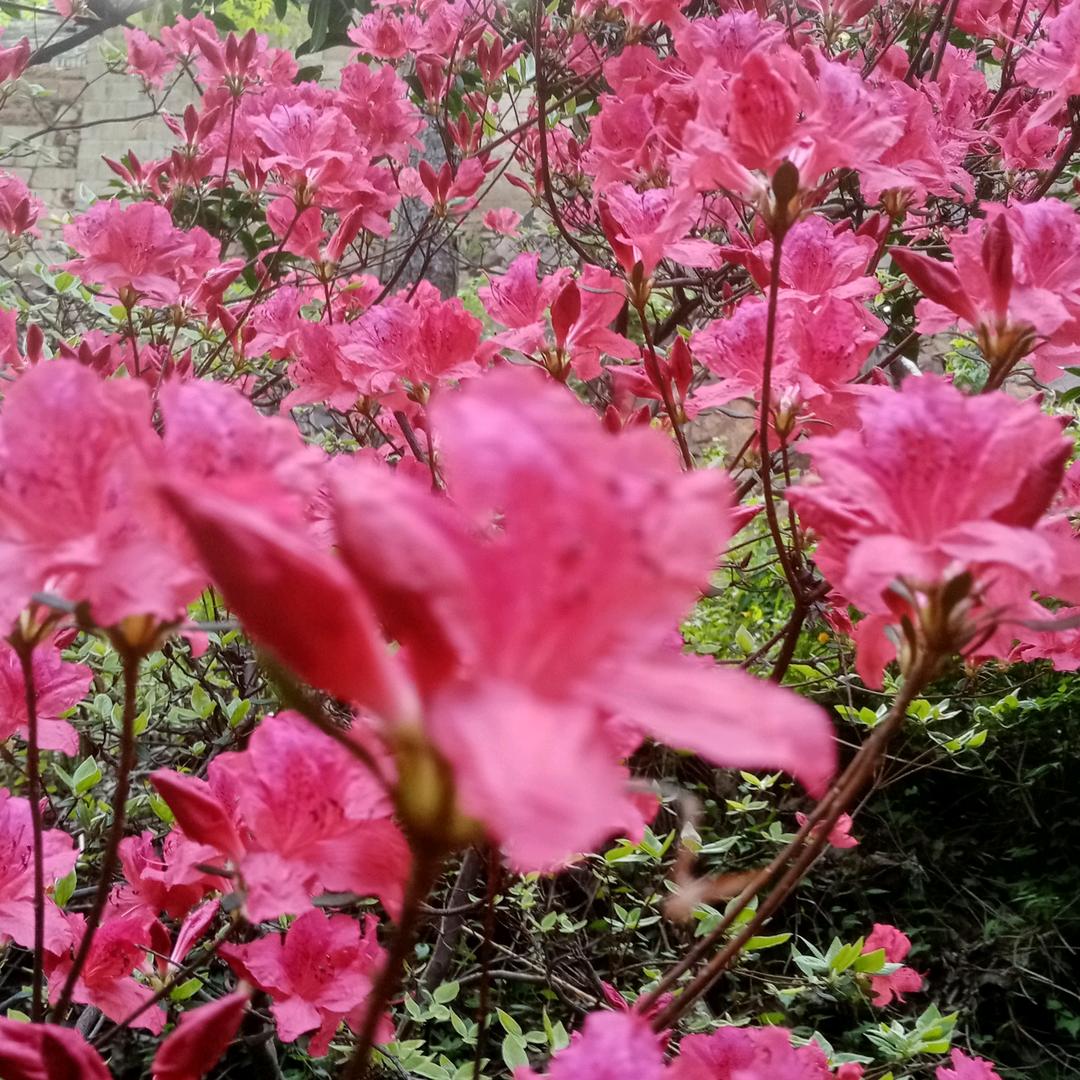 艺林百草