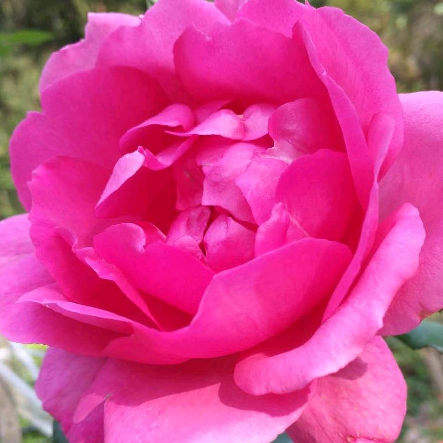 菊