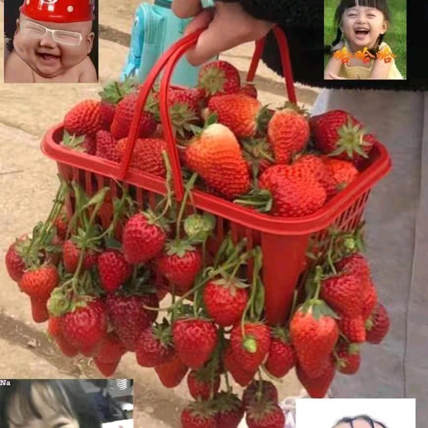 中山市阜沙镇中心小学对面茗威草莓🍓園