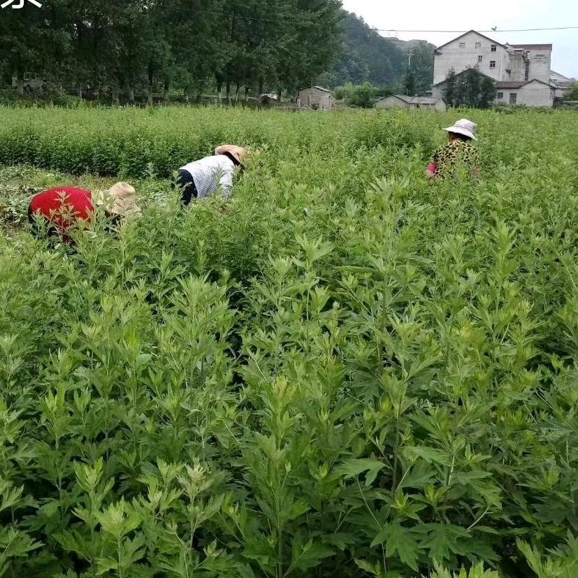 兵哥蕲艾