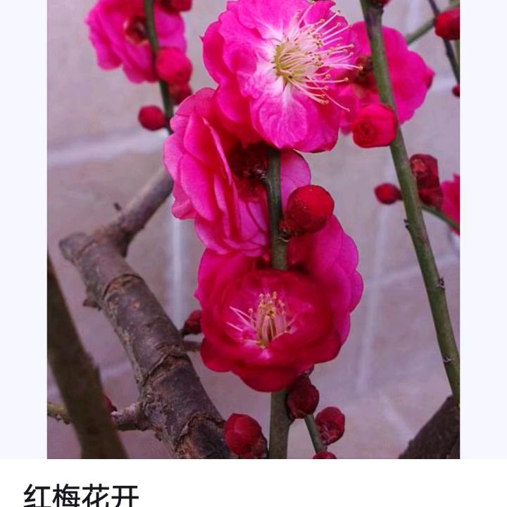 红梅花开