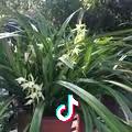 玉兰花开