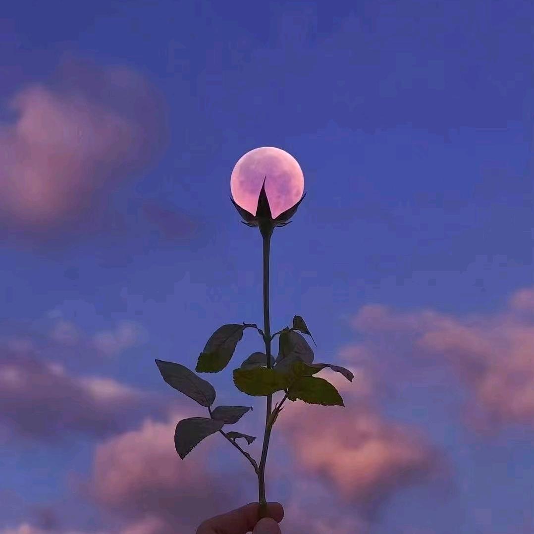春天的红玫瑰