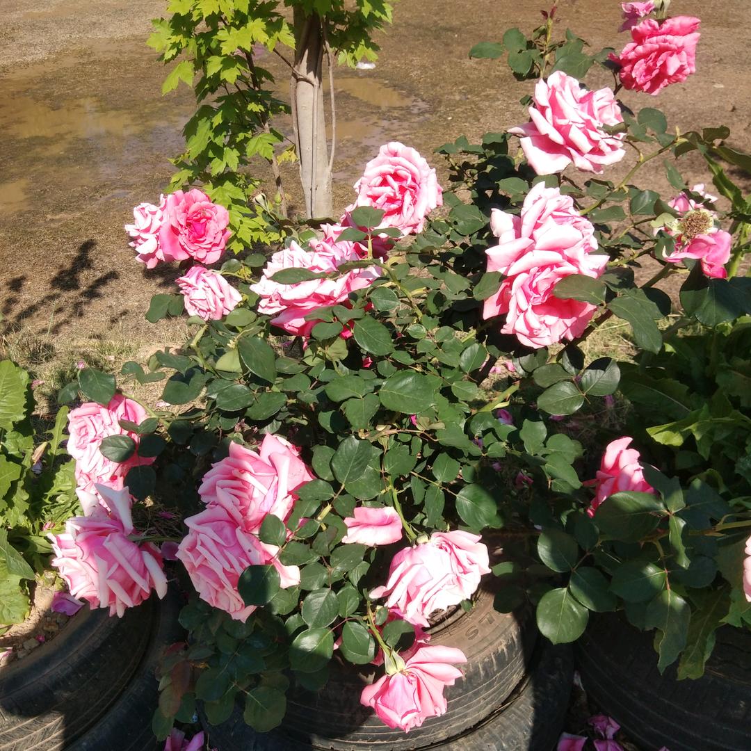 🍁🌾一生有李🌸💐🌺