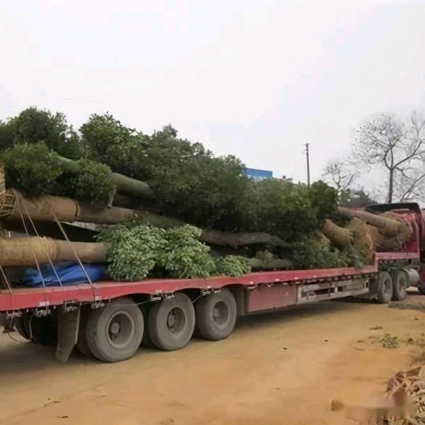 园林苗木采购何经理