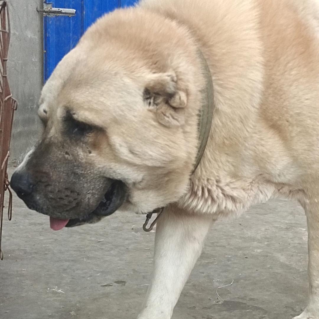 诚信实战中亚猎狼繁殖基地