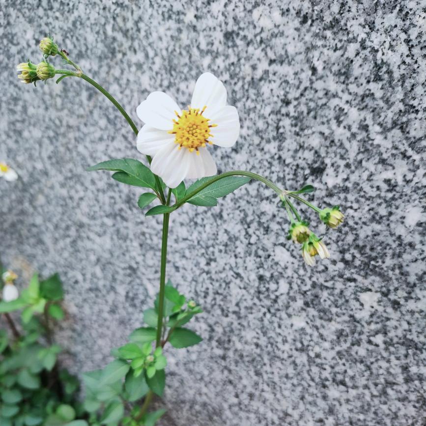 飞儿