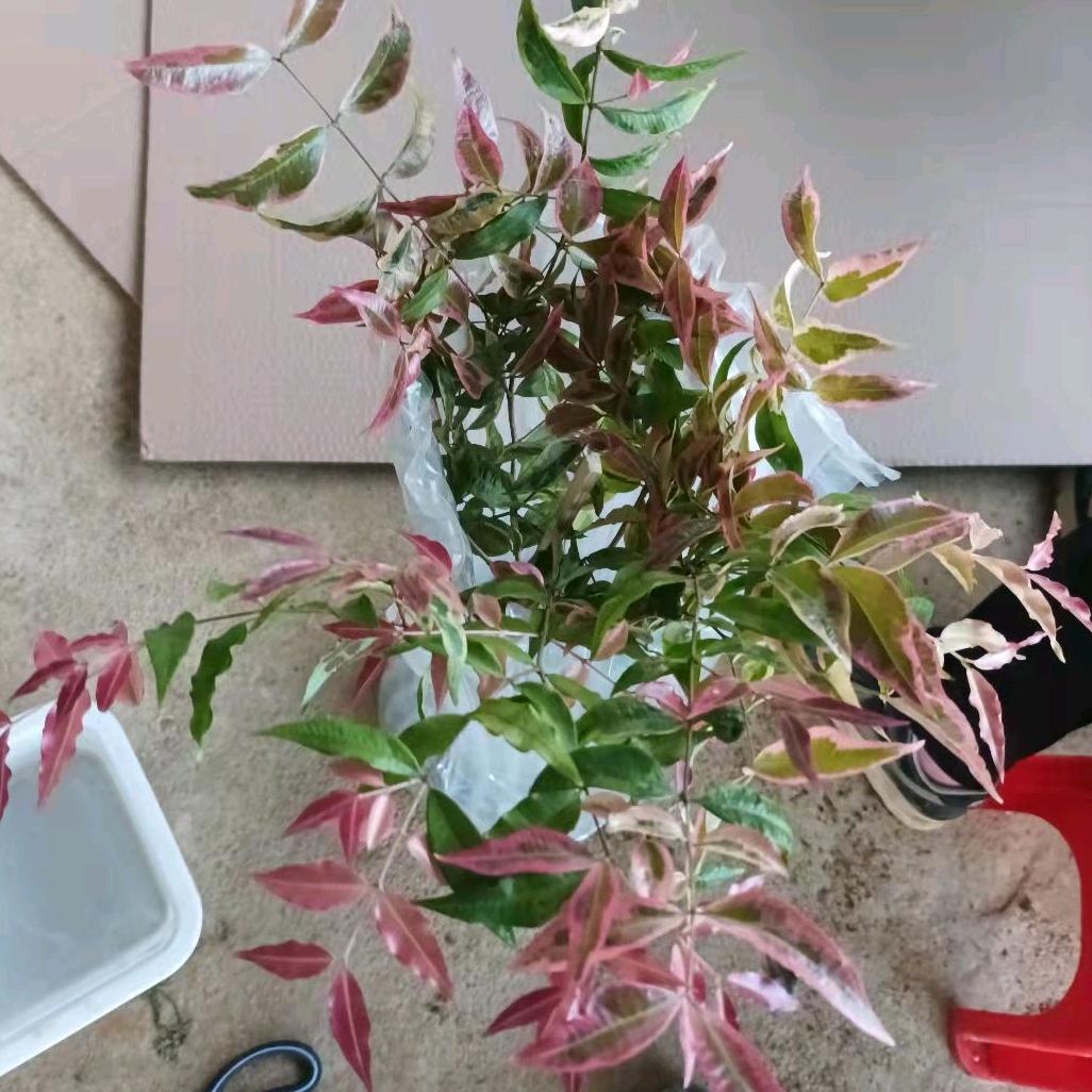 @禤亦然