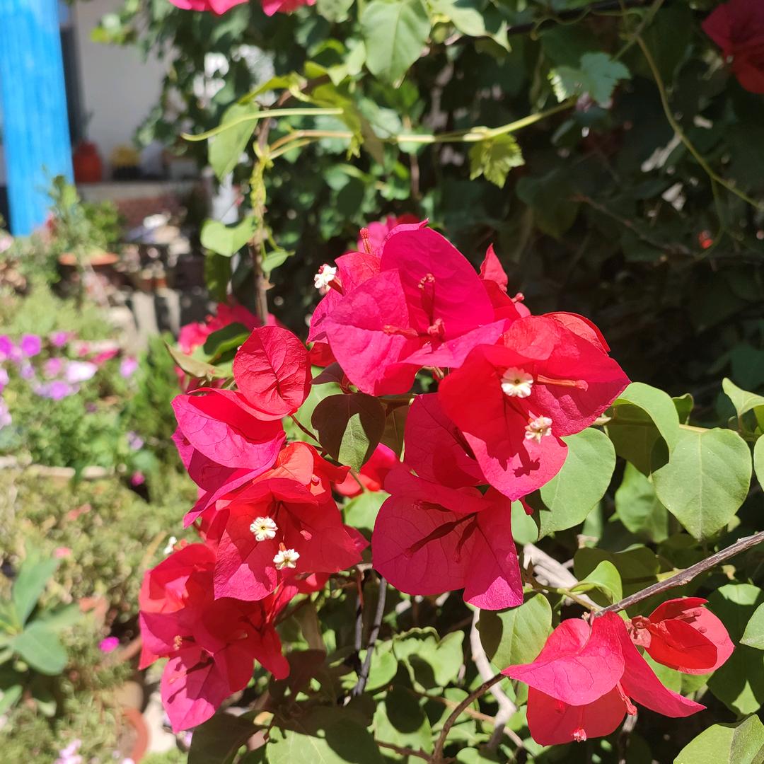 马秀琴特色杂碎店