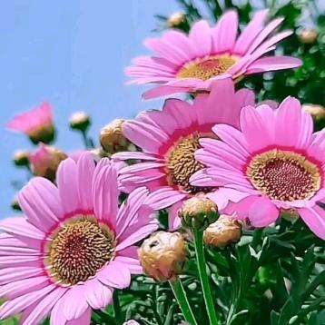 花朵~🌹（互）