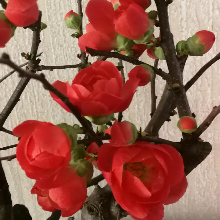 春天