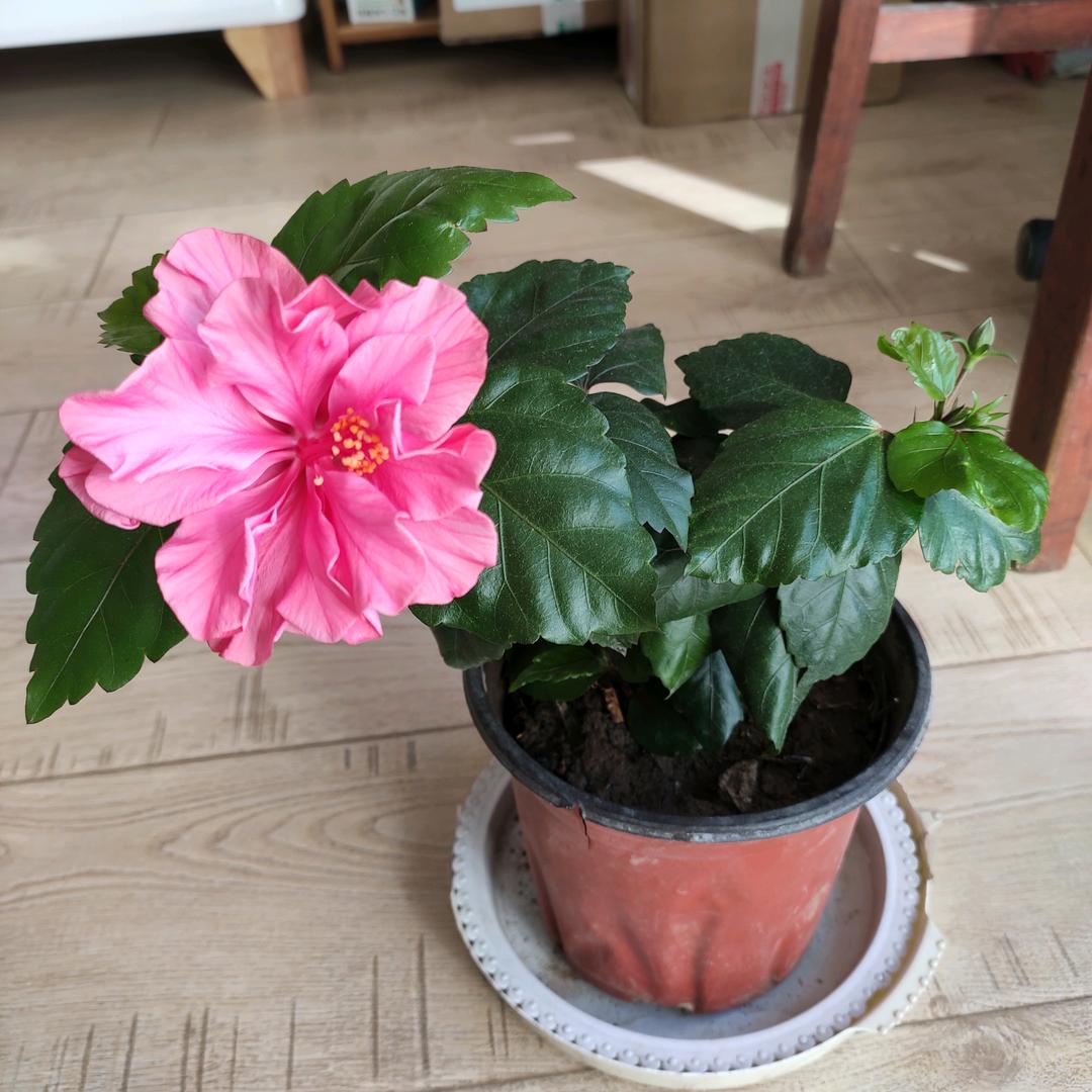 凤～用户10966915