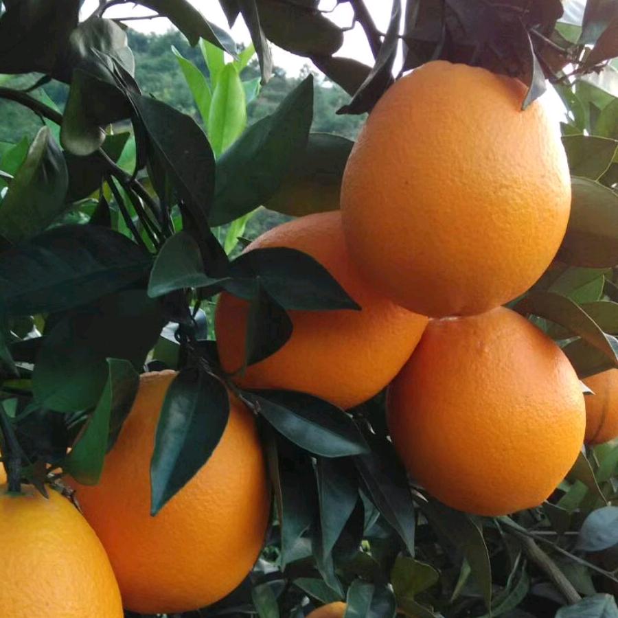 江西桔原果业技术服务有限公司