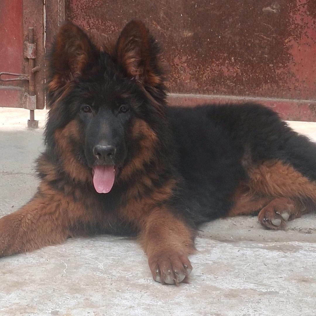 德牧爱好者强哥