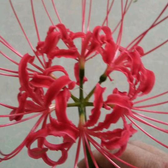 彼岸花开