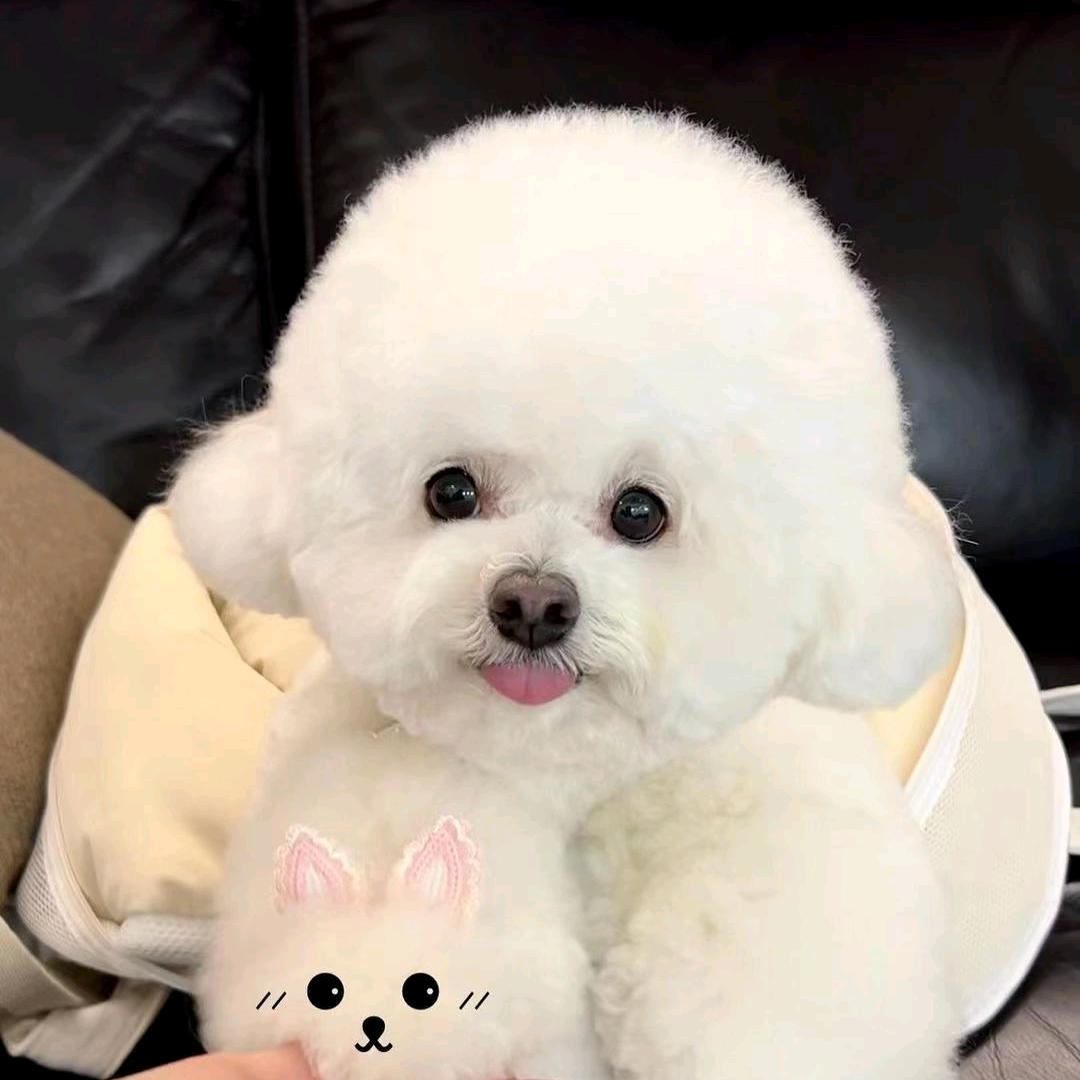 泪痕清金宝萌宠