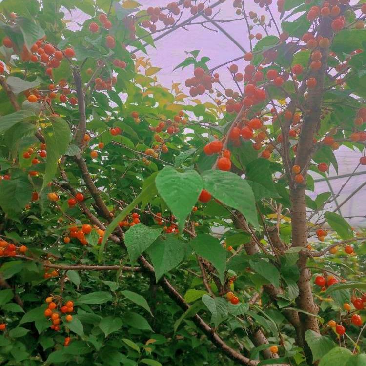 赵国良家庭农场